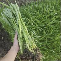 ราคา เมล็ดผักบุ้งจีน เมล็ดพืชผักสวนครัว เมล็ดผักแบ่งขาย สำหรับทดลองปลูกหรือสวนขนาดเล็ก (20855568173)