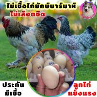 ราคา ไข่เชื้อ ไก่บราม่า สีขาวไลท์เกรดสวย 3 ฟอง ภาพจากพ่อแม่พันธุ์ที่ฟาร์มจริงไม่ใช่ภาพก็อปมา ไก่ยักษ์ Brahma ประกันเชื้อและแตก 100 เก็บทุกวัน ไม่เลือดชิด สวยแข็งแรงพ่อแม่คัดพันธุ์มาดี (15061345483)