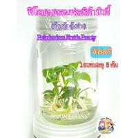 ราคา ฟิโลเดนดรอน ก้ามกุ้ง ลุ้นด่าง Philodendron Florida Beauty เพาะเลี้ยงเนื้อเยื่อ 1ขวด บรรจุ 3 ต้น จัดส่งฟรี (11383326774)