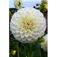 ราคา 1 เหง้า ชุุด รักเร่ Dahlia Bulb สายพันธุ์ Brookside Snowball หัวรักเร่ ดอกไม้ ดอกรักเร่ เหง้า นำเข้า ยุโรป หัวสดใหม่ ผ่านการแช่เย็นแล้ว (8668340311)