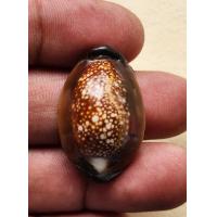 ราคา เบี้ยแก้ รุ่นแรก รุ่นสุริยุปราคา หลวงพ่อเกษม เขมโก สุสานไตรลักษณ์ จ ลำปาง ปี 2538 สภาพสวยพร้อมกล่องเดิม (19911791144)