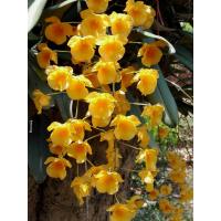 ราคา เอื้องผึ้ง (16629676717)