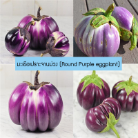 ราคา เมล็ดพันธุ์ มะเขือเปราะจานม่วง Round Purple eggplant 100 เมล็ด ปลูกง่าย ปลูกได้ทั่วไทย (1715870858)