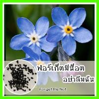 ราคา พร้อมส่ง รหัส 137 เมล็ดพันธุ์แท้ OP แท้ ดอกฟอร์เก็ตมีน็อต Forget Me Not Flower อย่าลืมฉัน (9057663173)