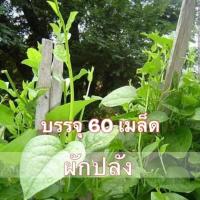ราคา เมล็ดผักปลัง ผักปลัง เมล็ดผัก ผักสลัด เมล็ดผักสลัด เมล็ดพันธุ์ 60 เมล็ด Ceylon Spinach Seed 10 เเถม 1 คละได้ (7832878847)