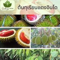 ราคา ทุเรียนแดงอินโด ต้นทาบ สูง 60 80ซม ต้นทุเรียนแดงอินโด มีข้าวนุ่ม รสหวาน เนื้อสีแดง (20877157172)