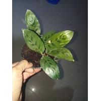 ราคา คล้าใบไผ่ต้นถอนขายชึดละ10ต้นราตา50บาท (18064171346)