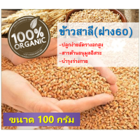 ราคา หญ้าแมว ชุดปลูกต้นอ่อนข้าวสาลี ออร์แกนิค 100 เมล็ดข้าวสาลี พันธุ์ฝาง60 หญ้าสัตว์เลี้ยง หมา กระต่าย เต่า Wheat grass Microgreen (11105152387)