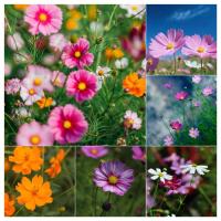ราคา พร้อมส่ง โปรโมชั่น DoiTung Cosmos Flower Seeds เมล็ดพันธุ์ ดาวกระจาย ดอกคอสมอส สีเหลือง ดอยตุง (10595209437)
