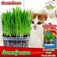 ราคา ส่งKerry แพ็ค 3 ซอง เมล็ดพันธุ์ผัก 3A ต้นหญ้าแมว ข้าวสาลีแมว WHEAT ประมาณ 200 เมล็ด ซอง ตราสามเอ เมล็ดพันธุ์ผัก เมล็ดผัก เมล็ดพืช (3430164974)