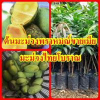 ราคา ต้นมะม่วงพราหมณ์ขายเมีย เป็นมะม่วงไทยโบราณ สุกจะมีสีเหลืองนวล ส่งกลิ่นหวานหอม สุกจะมีสีเหลืองนวล ต้นพันธุ์เสียบยอดสูง 50 60 ซม รับประกันพันธุ์แท้100 (17406919982)