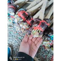 ราคา กิ่งตอนผักหวานป่าเซทคู่ต้นพี่เลี้ยง (17441278130)