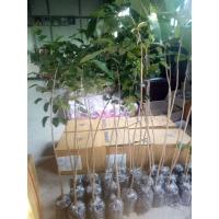 ราคา ต้นประดู่ป่า70 80ซน ชุด10ต้นแถม1ต้น400บาท (17058627843)