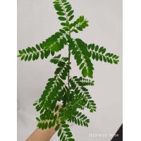 ราคา ต้นลูกใต้ใบ สมุนไพรลูกใต้ใบ หญ้าใต้ใบ 1ขีด 99 บาท ถอนสดส่ง ประมาณ 50ต้น หรือ ทำยาได้ปลูกต่อได้ (20553037272)