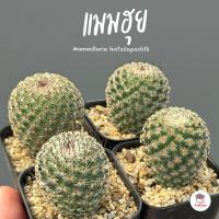 ราคา แมมฮุย Mammillaria huitzilopochtli แคคตัส กระบองเพชร cactus succulent (21290539651)