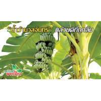 ราคา ต้นกล้วย กล้วยน้ำว้า นวลจันทร์ เนื้อแน่นรสหวาน จัดส่งพร้อมถุง 6 นิ้ว ลำต้นสูง 50 70ซม (21008845057)