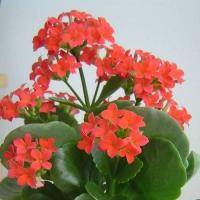 ราคา 30 เมล็ดพันธุ์ Bonsai Seeds เมล็ด กุหลาบหินดอกซ้อน ไม้อวบน้ำ กุหลาบหิน Kalanchoe blossfeldiana Seed อัตราการงอก 80 85 (11769457344)