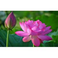 ราคา เมล็ด บัวหลวงชมพู และ บัวหลวงขาว ชุด10เมล็ดพร้อมคุ๋มือเพาะปลูก (9561358726)