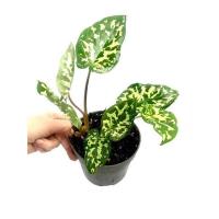 ราคา บอนเสือพราน 2 ไซส์ Caladium Hilo Beauty (20703350256)