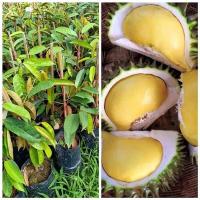 ราคา ต้นทุเรียน พันธุ์ นกกระจิบ หรือ นกหยิบ ผลเล็กแต่สุดเจ๋ง ปลูกง่าย พร้อมปลูก จัดส่งพร้อมกระถาง 8 นิ้ว ลำต้นสูง 80 ซม (21009550548)