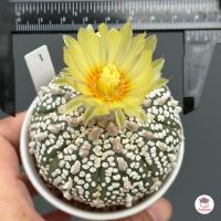 ราคา แอสโตรไฟตัม ไซส์ใหญ่ Astrophytum แคคตัส กระบองเพชร cactus succulent (16934354150)