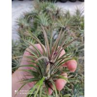 ราคา ทิลแลนเซีย Tillandsia สับปะรดสีทิลแลนด์เซีย ช่วยฟอกอากาศและดูดซับสารพิษในอากาศ ต้นละ 25 บาท (6064698602)