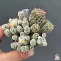 ราคา แมมตุ๊กตาญี่ปุ่น Mammillarua gracilis ไม้อวบน้ำ กุหลาบหิน cactus succulentหลากหลายสายพันธุ์ (4528944527)