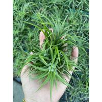 ราคา ทิลแลนเซีย ขนาดใหญ่ ชุดละ 10 กอ Tillandsia Ionantha (20673023708)