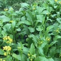 ราคา กวางตุ้งดอก ถูกที่สุด6บ เมล็ดพันธุ์กวางตุ้งดอก300 เมล็ด งอกง่าย โตไว พุ่มใหญ่ (19104347615)