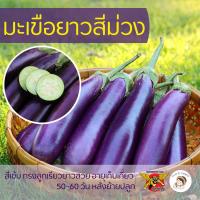 ราคา เมล็ดพันธุ์มะเขือยาวสีม่วง ตราพยัคฆ์ติดปีก 50 เมล็ด เมล็ดมะเขือม่วง มะเขือ เมล็ดพันธุ์ผัก เมล็ดพืช เมล็ดผักสวนครัว มะเขือม่วง (13482773552)