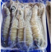 ราคา กั้งแก้ว กั้งไข่ ขนาด 1000กรัม (20515076711)