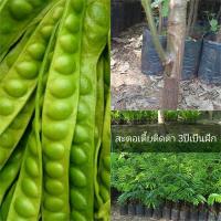 ราคา 3 ต้นสะตอข้าว สะตอใต้ สะตอพ้ทลุง สะตอติดตา จัดส่งพร้อมถุง 6 นิ้ว ลำต้นสูง 60 ซม (20979381436)