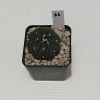 ราคา Astrophytum แคคตัส กระบองเพชร ถูกๆ สวยๆ AA05 (17807293646)