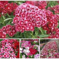 ราคา เมล็ดดอกไม้สวย ดอกผีเสื้อสวีทวิลเลี่ยม คละสี ซองละ 200 เมล็ด คุณภาพดี ของแท้ 100 Mix Colour Dianthus Flower Seeds เมล็ดพันธุ์ ดอกผีเสื้อ ต้นไม้มงคล พันธุ์ดอกไม้ ไม้ประดับ เมล็ดพันดอกไม้ เมล็ดดอกไม้สวย