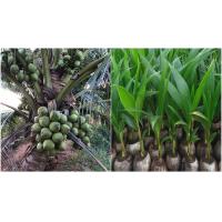 ราคา พันธุ์มะพร้าวน้ำหอมต้นเตี้ย น้ำหอมบ้านแพ้วแท้100 ชุดละ10ต้น (16689972010)