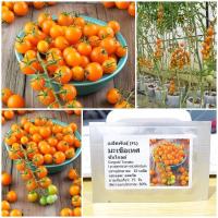 ราคา เมล็ดพันธุ์ มะเขือเทศ ซันโกลด์ Sungold Tomato F1 Seed 10 เมล็ด คุณภาพดี ราคาถูก ของแท้ 100 (5965542242)