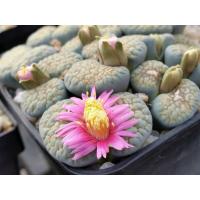 ราคา 25 เมล็ด ไลทอป กระบองเพชร ไม้อวบน้ำ กุหลาบหิน แคคตัส Living Stones Lithops สายพันธุ์ verruculosa Rose of Texas (19904498000)