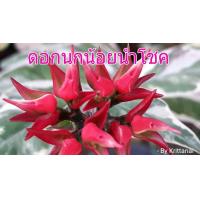 ราคา 1ต้น ต้นนกน้อยนําโชค ราชาแห่งไม้ประดับ ว่านมงคล ว่านไทย ปลูกแล้วดี สูง 25 35 ซม พร้อมกระถาง 6นิ้ว ต้นไม้มงคลนำโชค ชอบแดด อยู่แดดจัดได้ ถ้าร่มกลีบดอกจะไม่ค่อยแดง น้ำน้อย ทน เ (902592236)