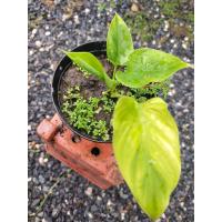 ราคา เสน่ห์จันทร์เขียว (16108827324)