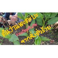 ราคา 500 กรัม ว่านพะตะบะ ว่านกันผี ว่านดีที่ควรปลูกติดบ้าน (21065530614)