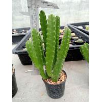 ราคา เก๋งจีนดอกปลาดาว Stapelia Gigantea ไม้ชำหน่อ ขนาดความสูง 6 20 ซม ต้นกระบองเพชร ต้นแคคตัส แคคตัส กระบองเพชร (20653369409)