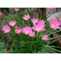 ราคา 10 หัว บัวดิน สีชมพู หัวสด พร้อมปลูกลงดิน (21066693557)