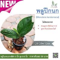 ราคา ต้นพลูปีกนก ต้นไม้ฟอกอากาศ ต้นพลูปีกนก หรือ ต้นพลูรวยไม่เลิก เป็นต้นไม้ฟอกอากาศและต้นไม้มงคลมีใบสีเขียวหนาสวยงามมาก (6751874021)