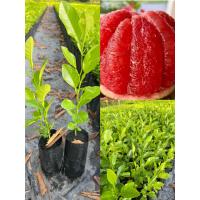 ราคา ต้นส้มโอทับทิมสยาม สูง10 20ซม เนื้อสีแดงเหมือนทับทิม หวานฉ่ำ (20942219327)