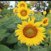 ราคา ขายถูก เมล็ดพันธุ์ทานตะวัน ดอกใหญ่ แมมมอธ 150 เมล็ด ปลโงชว์สวยงาม ทนแล้ง ดอกใหญ่ โตเร็ (1612348266)