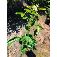 ราคา ต้นมันปู กินยอดอ่อนใบอ่อน เป็นผักพื้นบ้าน สรรพคุณเยอะ สูง70 80ซ ม แบบกิ่งตอน (19482805233)