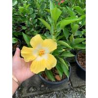 ราคา ต้นชบาแฟซี Hibscus ชบาดาหลา ชบาฮาวาย ต้นสูง 50 65 ซม กระถาง 10 ดอกสีเหลืองอ่อนกลางดอกจะสีขาว เป็นชบานอก พันธ์เป็น ชบาแฟนชี ชบาฮาวาย Hibiscus ชบานอกพันธ์ดอกใหญ่ ออกดอกทั้งปี (15827626473)