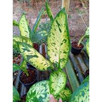 ราคา พร้อมส่ง โปรโมชั่น ต้นเศรษฐีเรือนทอง เศรษฐีรับเงิน อโกลนีมาไม้มงคล ไม้ฟอกอากาศ ปลูกเพิ่มความร่ำรวย ค้าขายรุ่งเรือง ส่งทั่วประเทศ พรรณ ไม้ น้ำ พรรณ ไม้ ทุก ชนิด พรรณ ไม้ น้ำ สวยงาม พรรณ ไม้ มงคล (18451