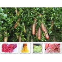 ราคา ต้นมะนาวนิ้วมือ Finger Lime Citrus australasica มะนาวคาเวียร์ จัดส่งพร้อมถุง 4 นิ้ว ลำต้นสูง 30 ซม (20978295419)