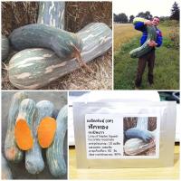 ราคา เมล็ดพันธุ์ ฟักทองเนเปิลยาว Long of Naples Squash Seed 10 เมล็ด คุณภาพดี ราคาถูก ของแท้ (6512884423)